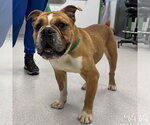 Small #2 Bulldog Mix