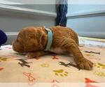 Small Photo #15 Goldendoodle Puppy For Sale in NORTH SCITUATE, RI, USA