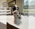 Small Photo #5 Great Dane Puppy For Sale in MIMS, FL, USA
