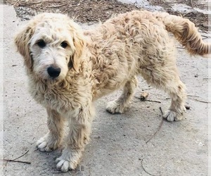 Goldendoodle-Poodle (Standard) Mix Puppy for Sale in CLINTON, Missouri USA