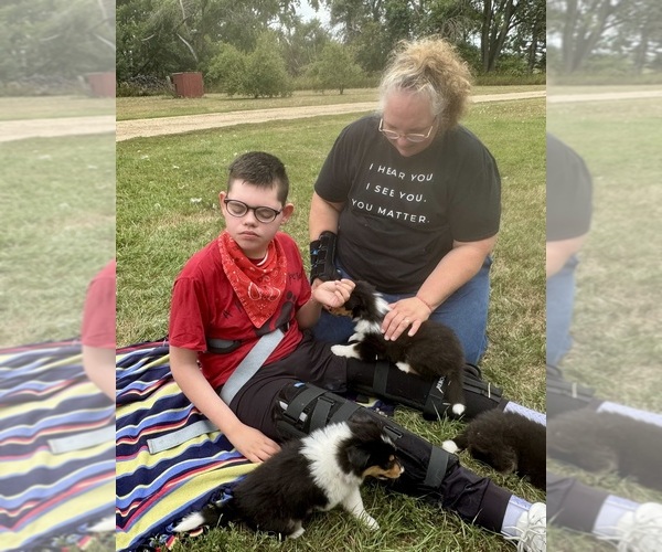 Medium Photo #5 Collie Puppy For Sale in DAZEY, ND, USA
