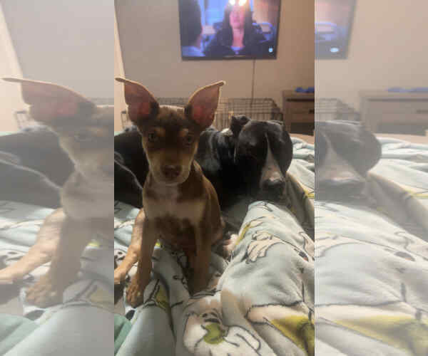 Medium Photo #3 Mutt Puppy For Sale in Coralville, IA, USA