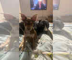 Small #2 Mutt