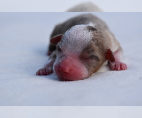 Medium Photo #4 Miniature Australian Shepherd Puppy For Sale in PALM COAST, FL, USA