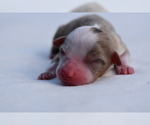 Small #3 Miniature Australian Shepherd