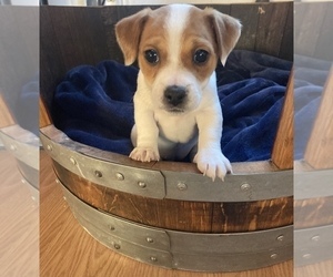 Russell Terrier Puppy for sale in ATASCADERO, CA, USA