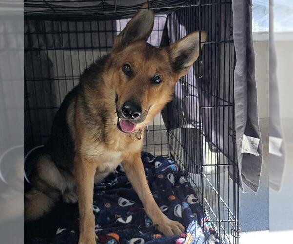 Medium Photo #1 German Shepherd Dog-Unknown Mix Puppy For Sale in Las Vegas, NV, USA