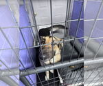 Small #54 German Shepherd Dog