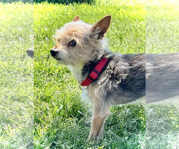 Medium Photo #2 Mutt Puppy For Sale in Estherville, IA, USA