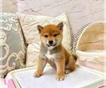 Small Photo #1 Shiba Inu Puppy For Sale in SAN JOSE, CA, USA
