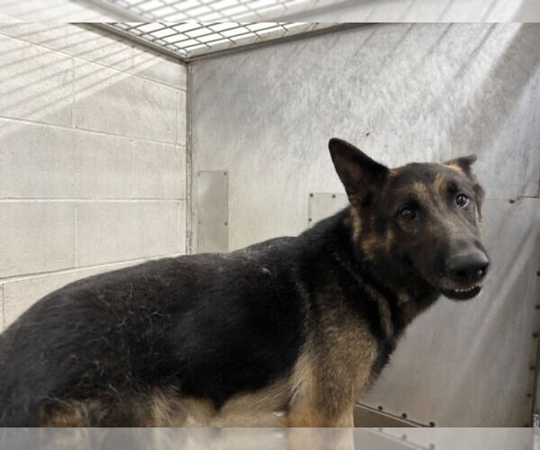Medium Photo #1 German Shepherd Dog Puppy For Sale in San Bernardino, CA, USA