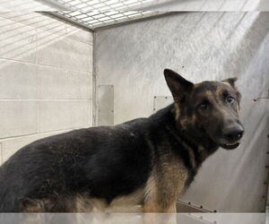 German Shepherd Dog Dogs for adoption in San Bernardino, CA, USA