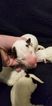 Small Photo #4 Bull Terrier Puppy For Sale in JACKSON, MI, USA