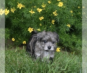 YorkiePoo Puppy for sale in MILLERSBURG, OH, USA