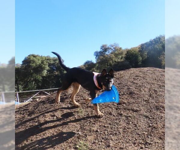 Medium Photo #3 German Shepherd Dog Puppy For Sale in Cupertino, CA, USA