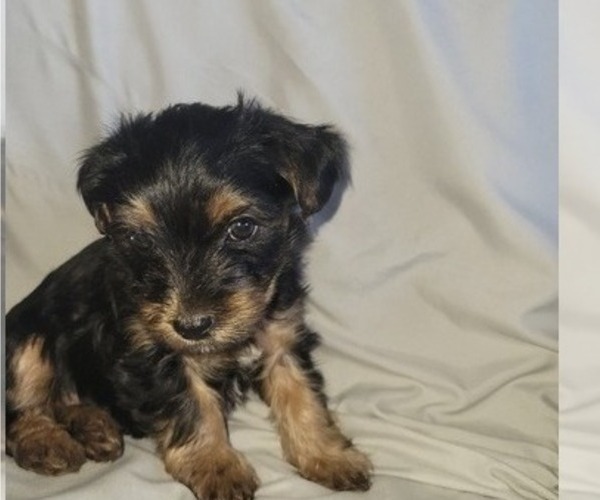 Medium Photo #12 Yorkshire Terrier Puppy For Sale in NORTHGLENN, CO, USA