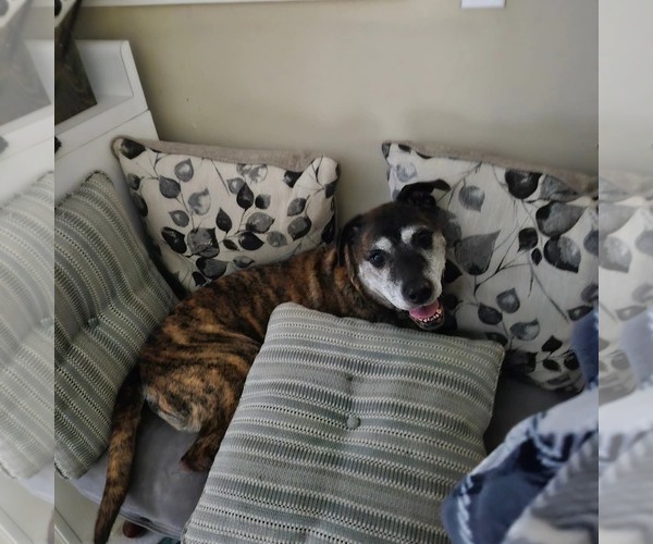 Medium Photo #7 Mutt Puppy For Sale in Calhoun, GA, USA