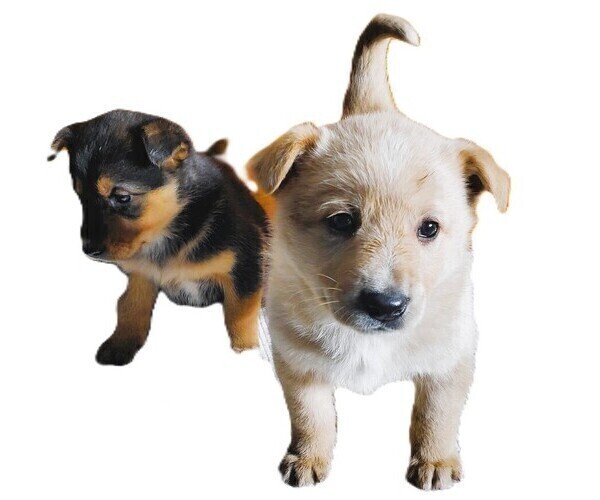 Medium Photo #10 English Shepherd-German Shepherd Dog Mix Puppy For Sale in ETNA GREEN, IN, USA