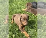 Small #2 Doberman Pinscher