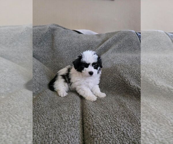 Medium Photo #4 Bichon Frise-Miniature Australian Shepherd Mix Puppy For Sale in NORTON, KS, USA
