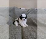 Small #3 Bichon Frise-Miniature Australian Shepherd Mix
