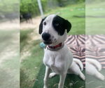 Small #2 Border Collie
