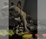 Small #19 French Bulldog
