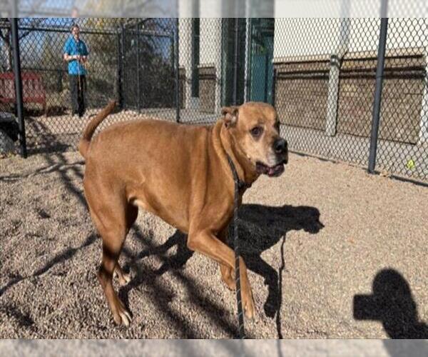 Medium Photo #2 Boxer-Unknown Mix Puppy For Sale in Fort Collins, CO, USA