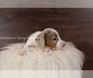 Dachshund Dog for Adoption in STATESVILLE, North Carolina USA