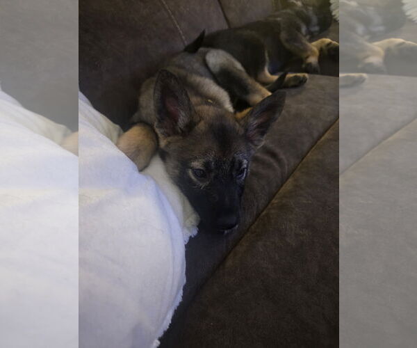 Medium Photo #4 German Shepherd Dog-pomeranian spitz Mix Puppy For Sale in Princeton, MN, USA