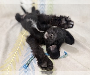 Labradoodle Puppy for sale in PRESCOTT VALLEY, AZ, USA