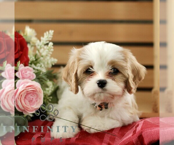 Medium Photo #1 Cavachon Puppy For Sale in BIRD IN HAND, PA, USA