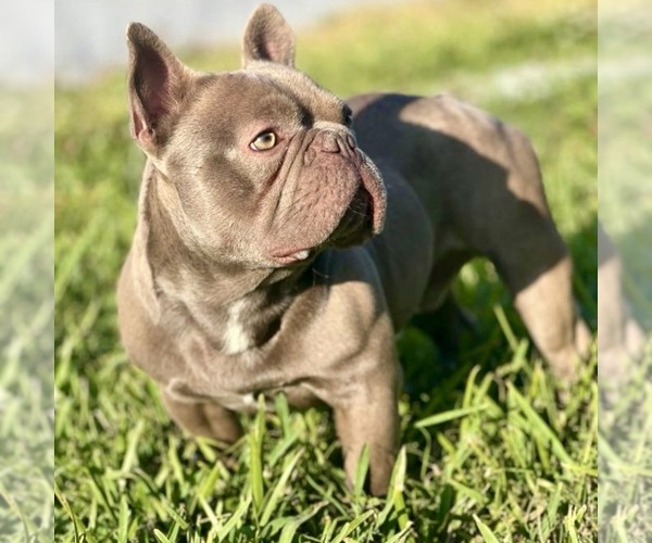 Medium Photo #1 French Bulldog Puppy For Sale in NAPLES, FL, USA