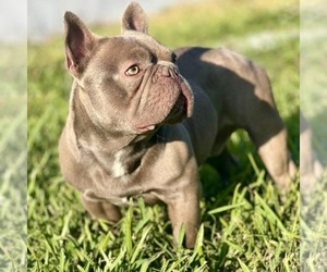 French Bulldog Puppy for sale in NAPLES, FL, USA