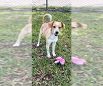 Small #11 Cocker Spaniel-Jack Russell Terrier Mix