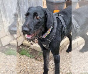 Irish Wolfhound Dogs for adoption in Bullard, TX, USA