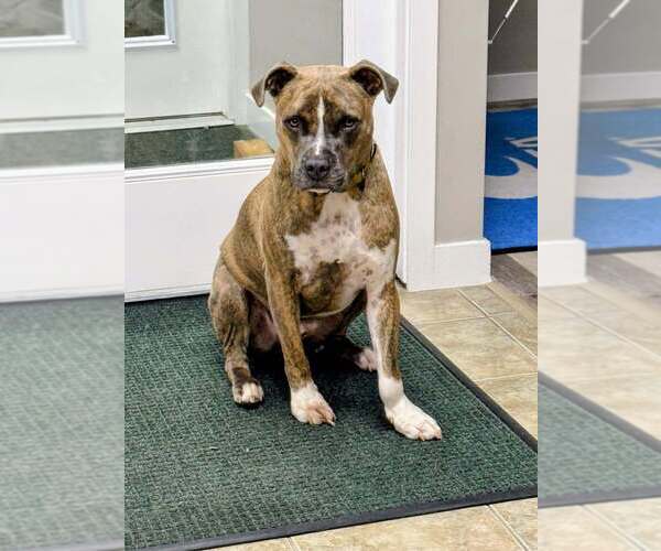 Medium Photo #5 Boxer-Unknown Mix Puppy For Sale in New York, NY, USA