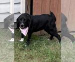Small #2 Bagle Hound