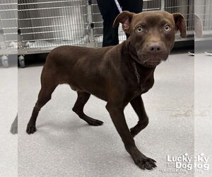 Labrador Retriever-Unknown Mix Dogs for adoption in Washington, DC, USA