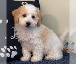 Small #3 Bichon Frise-Cavachon Mix