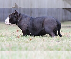 Mother of the American Bully puppies born on 07/06/2023