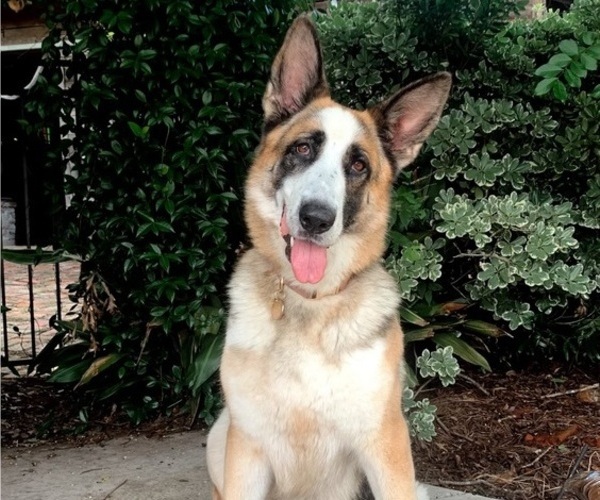Medium Photo #2 German Shepherd Dog Puppy For Sale in OZARK, AL, USA