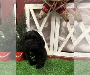 Poovanese Puppy for sale in JASPER, GA, USA