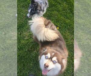 Mother of the Pomsky puppies born on 05/16/2025