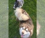 Small Photo #1 Pomsky Puppy For Sale in WEST BRANCH, MI, USA