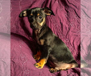 Chiweenie Dogs for adoption in Candler, NC, USA