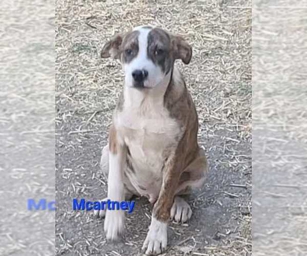 Medium Photo #9 Mutt Puppy For Sale in Minneapolis, MN, USA