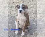 Small #8 Mutt