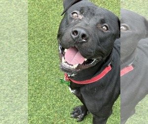 Mutt Dogs for adoption in Pompano Beach , FL, USA