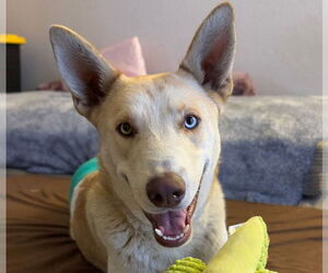Siberian Husky-Unknown Mix Dogs for adoption in Lake Forest, CA, USA